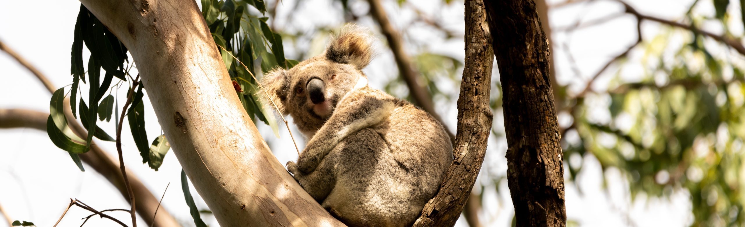 Koala in Eucalyptus Tree