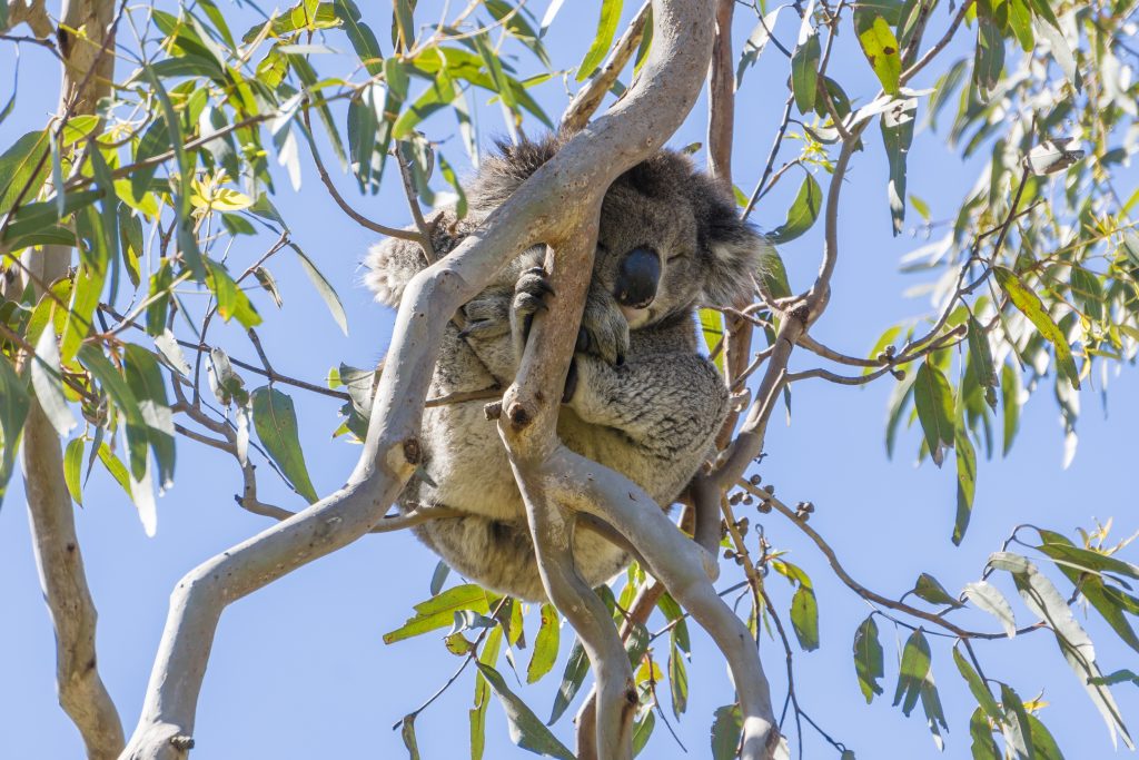 A cute koala sleeps in a tall gumtree at a venue in Sydney.