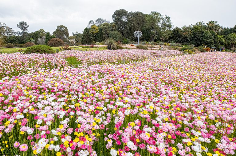 The Australian Botanic Garden in Mount Annan