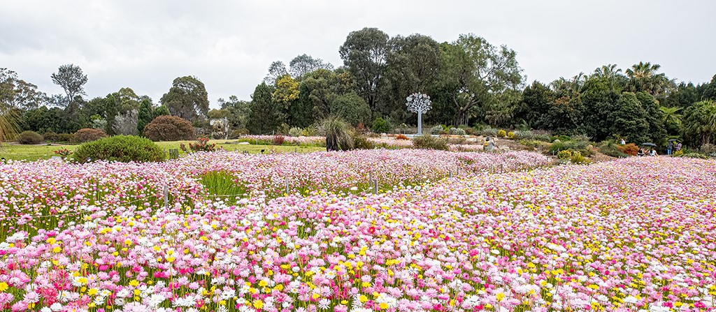 Paper daisies and a blue sky at the Australian Botanic Garden in Mount Annan. Group accommodation near Mount Annan - Image: RBGS