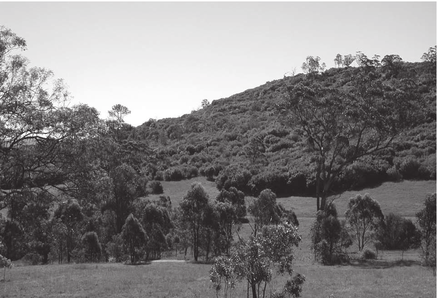 Black and white image shows the Mount Annan Botanic Garden bushland.