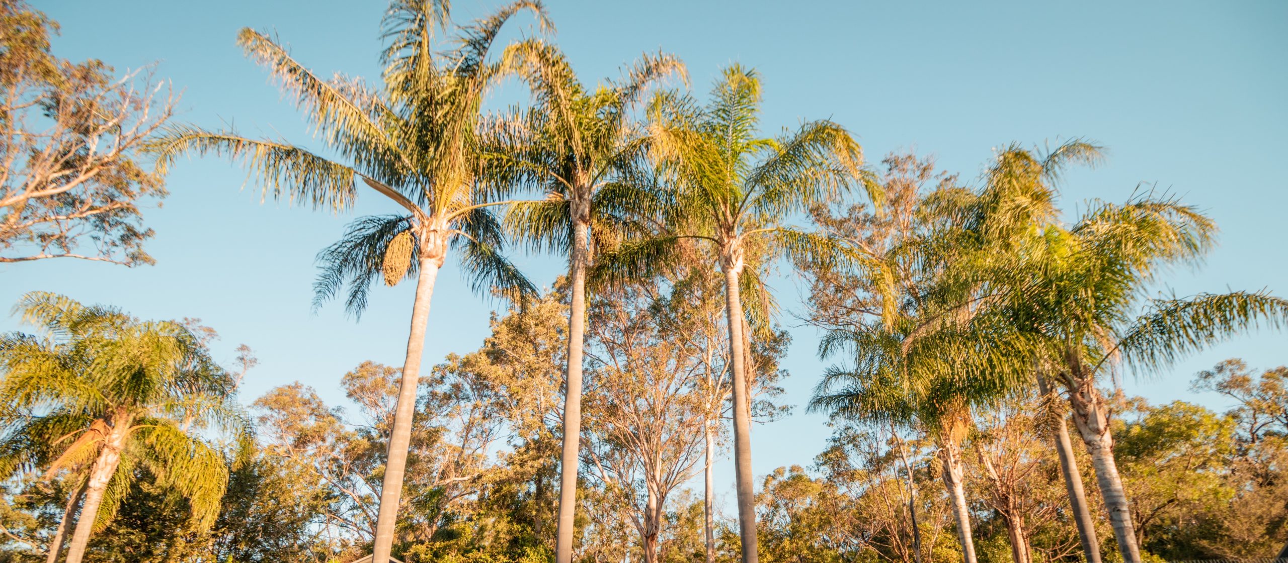 Tropical palms at a Sydney accommodation venue with swimming pool