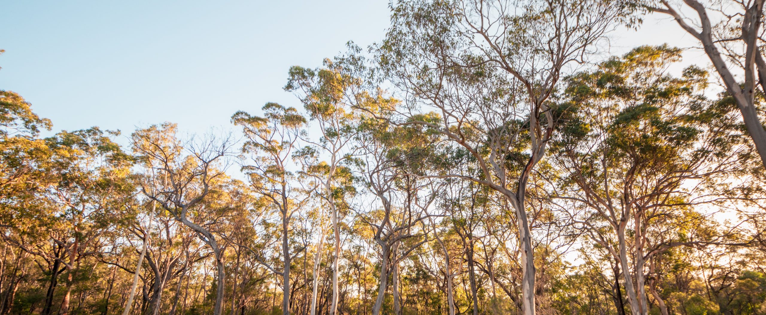 The three ops of lush gum trees bordering Long Point Conference Centre, a meeting venue in Sydney